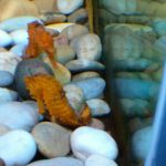Foto: "Caballito de  mar en la Casa de los Peces" de Juan y Gela