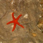 Foto: "Estrella de mar - Casa de los peces" de Juan y Gela