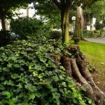 Foto: "Jardines de Méndez Núñez" de Loreto  López Baltar
