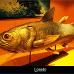 Foto: "Ejemplar en La Casa de los Peces de A Coruña" de Loreto  López Baltar