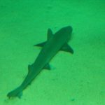Foto: "Tiburón - Casa de los peces" de Juan y Gela
