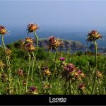 Foto: "Paisaje desde el Faro de Mera" de Loreto  López Baltar