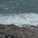 Foto: "Gaviotas" de Angel - Corme