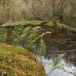 Foto: "Río Vexo o Fervenzas (Aranga)" de Javier Vilar