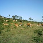 Foto: "Entorno de Pena Louseira" de Jorge F. Nóvoa