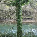 Foto: "Discurso del río Eume" de Fotos de Galicia