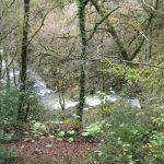 Foto: "Regato de agua en las Fragas do Eume" de Fotos de Galicia Foto: "Regato de agua en las Fragas do Eume" de Fotos de Galicia