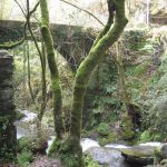 Foto: "Puente sobre los rápidos de agua en las Fragas do Eume" de Fotos de Galicia Foto: "Puente sobre los rápidos de agua en las Fragas do Eume" de Fotos de Galicia