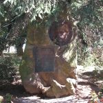 Foto: "Arbol en el Cantón de Ferrol" de Rocío Vila Abuín