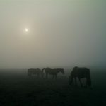 Foto: "Caballos entre la niebla en Lobadiz" de Jorge F. Nóvoa