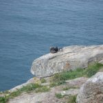 Foto: "Botas del peregrino" de Txus Couto