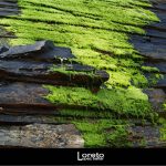 Foto: "Detalla de la Playa de Os Castros en Ribadeo" de Loreto  López Baltar