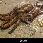 Foto: "Pulpo vivo en la playa de As Catedrais en Ribadeo" de Loreto  López Baltar