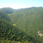 Foto: "Bosque de Cabanabella en Os Ancares" de Jorge F. Nóvoa
