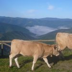 Foto: "Vaca rubia galega en Os Ancares" de Jorge F. Nóvoa