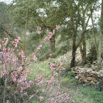 Foto: "Camiño Real" de Jorge F. Nóvoa