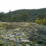 Foto: "Bosque autóctono" de Jorge F. Nóvoa