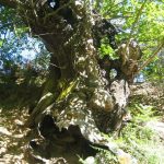 Foto: "Naturaleza en la Sierra de O Caurel" de Isabel Arceo