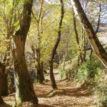 Foto: "Bosque autóctono en Paderne do Courel" de Moncho Diéguez