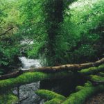 Foto: "Os Cangos" de Dalva López