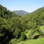 Foto: "Devesa da Rogueira en O Caurel" de Begoña