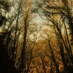 Foto: "Río Sarria a su paso por el entorno natural de las Aceñas en Sarria" de antonio parga