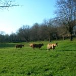 Foto: "Paisaje gallego en Sarria" de Xosé Manuel Meijome Sánchez