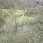 Foto: "Bosque autóctono" de Ricardo Ares