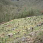 Foto: "Viñedos en Cortes de la Ribeira Sacra lucense" de Ricardo Ares