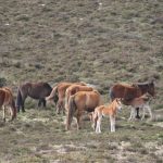 Foto: "Manada de caballos en el Parque Eólico de Vilalba" de laureano