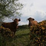 Foto: "Vacas cerca del Parque Eólico de Vilalba en Lugo" de laureano