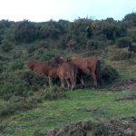 Foto: "Montouto na Terra Chá de Lugo" de Miguel Barro