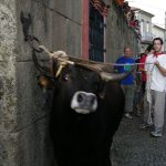 Foto: "Festa do Boi de Allariz 2006" de Fotos de Galicia