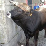 Foto: "Festa do Boi de Allariz 2006" de Fotos de Galicia