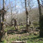 Foto: "Bosque en Santa Cristina de Ribas del Sil" de José Francisco Alfaya