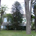 Foto: "Arbol "Araucaria" del jardín Balneario de Cabreiroá" de José Carlos Fernández-Barja Delgado