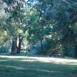 Foto: "Carballeira de Caldas" de Maria S.V.