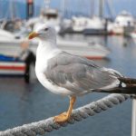 Foto: "Baiona - Gaviota" de Pedro G. Prata